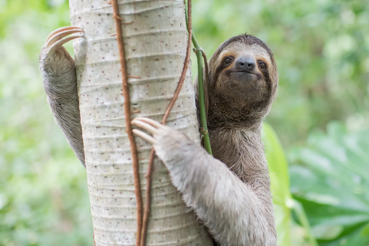 Archived image accompanying: Florida Halts Sloth World After 31 Wild Sloths Die in Transit and Warehouse