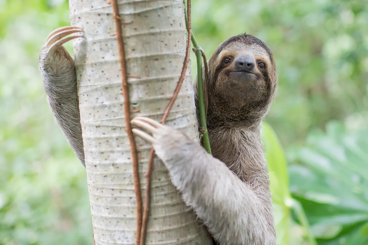 Archived image accompanying: Florida Halts Sloth World After 31 Wild Sloths Die in Transit and Warehouse