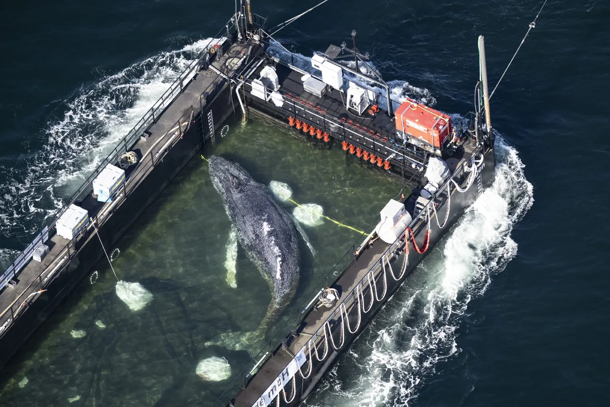 Archived image accompanying: Stranded Baltic Whale Timmy Rescued via Barge, Sparks Ethical Debate