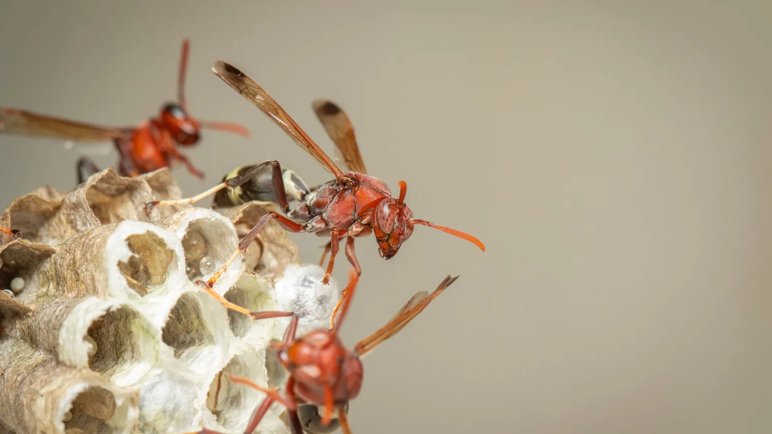 Archived image accompanying: Radiation-Contaminated Wasp Nests Found at Savannah River Site Prompt Scrutiny