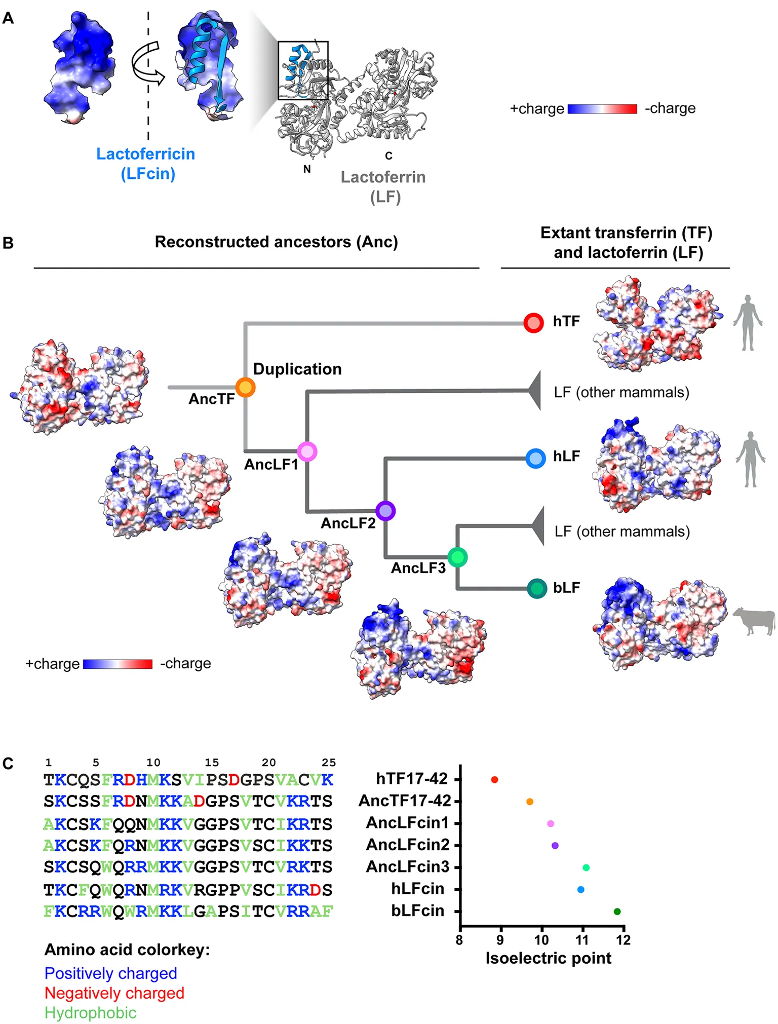 Figure comparing the lactoferricin region with reconstructed ancestral and modern lactoferrin protein structures and an evolutionary tree.