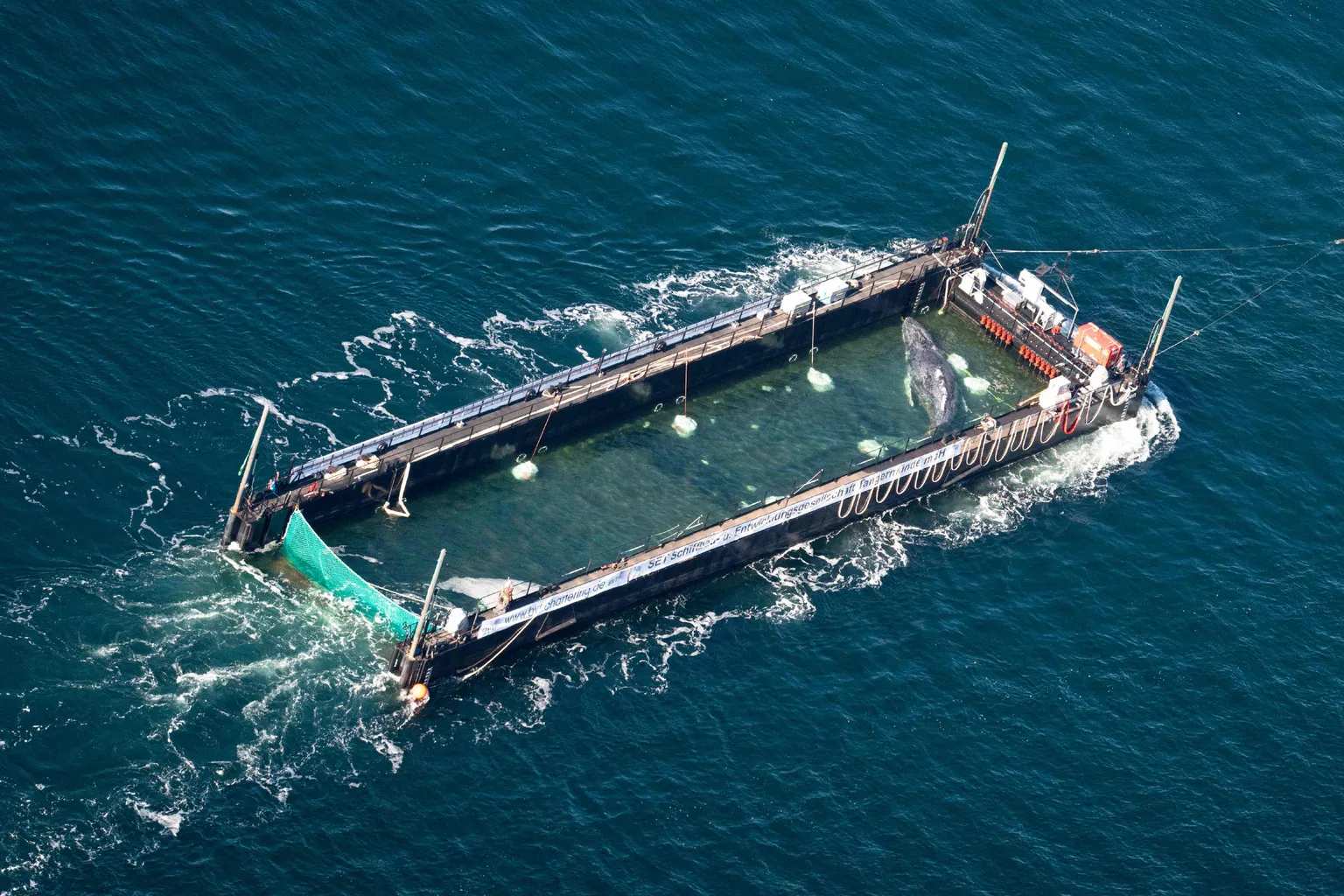 Archived image accompanying: Rescuers Release Timmy the Humpback Whale into North Sea After Tow