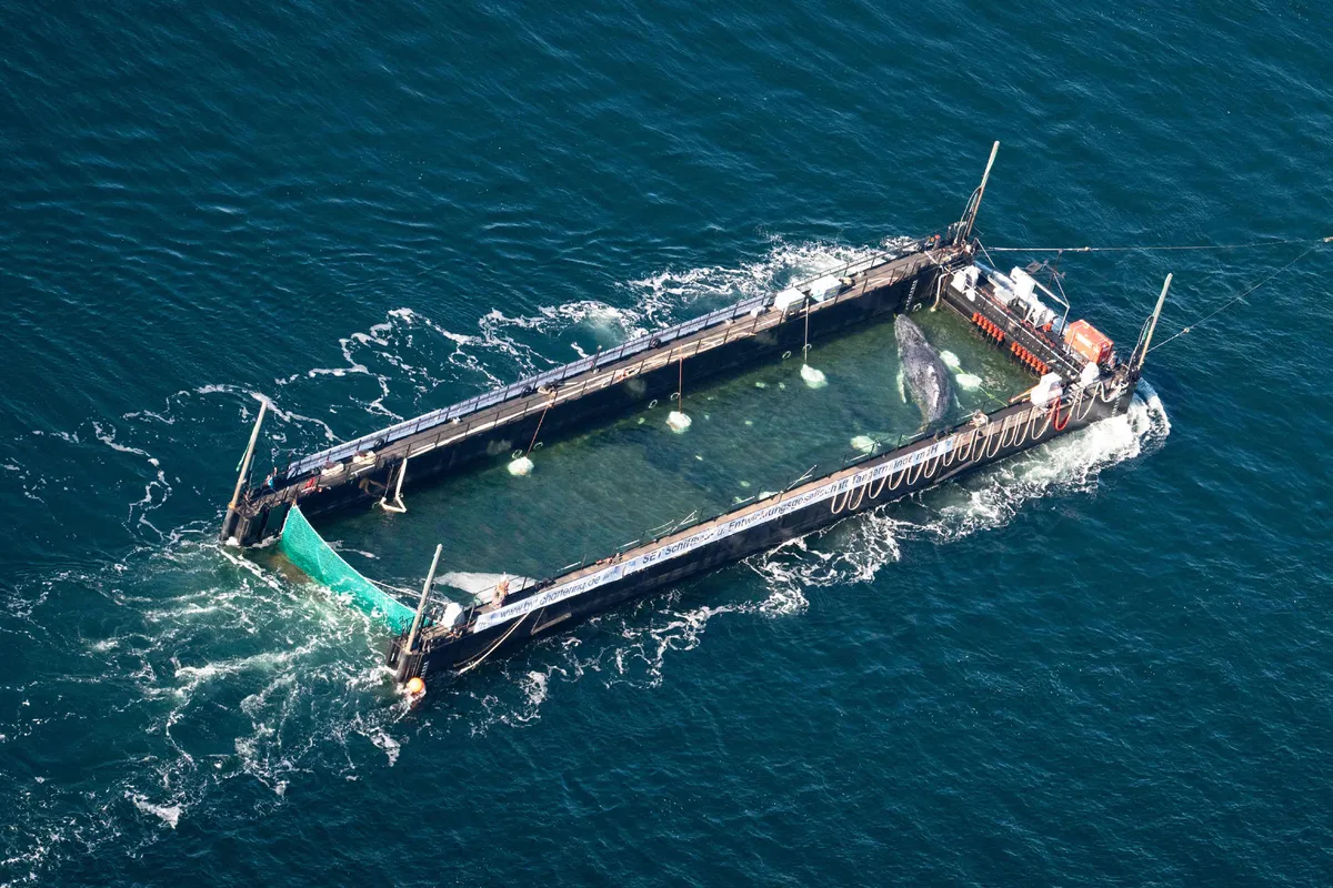 Archived image accompanying: Rescuers Release Timmy the Humpback Whale into North Sea After Tow